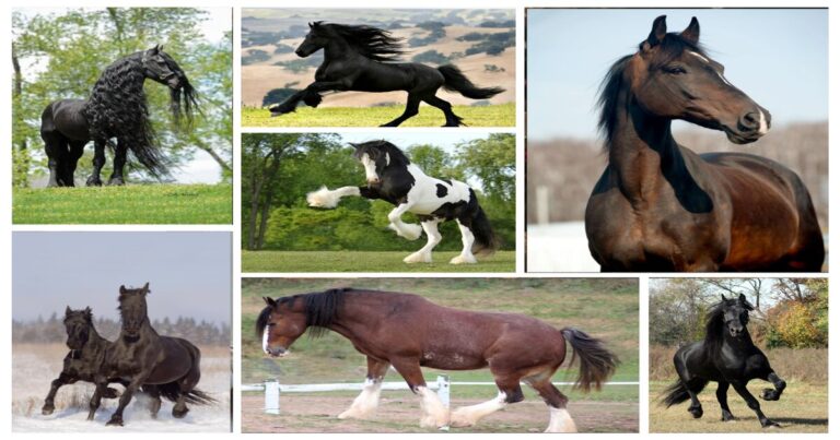 From Speed to Strength: The Most Incredible Horse Breeds on Earth!!